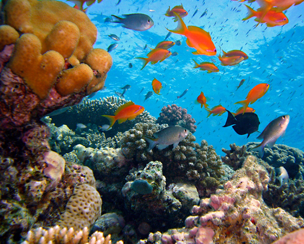 Vibrant underwater coral reef with bright orange and other colorful fish swimming over diverse corals in clear blue water.